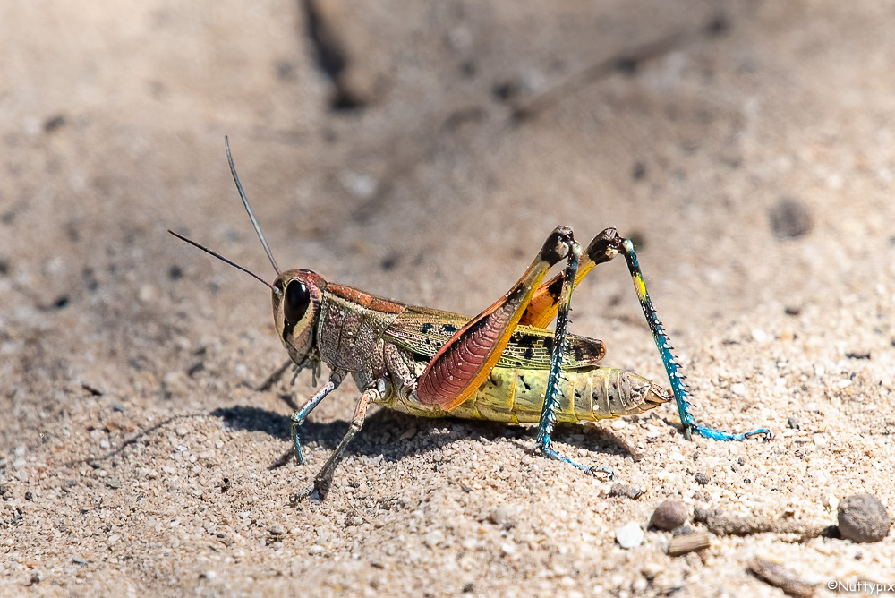 TP_Critter_Wk_22_2.jpg