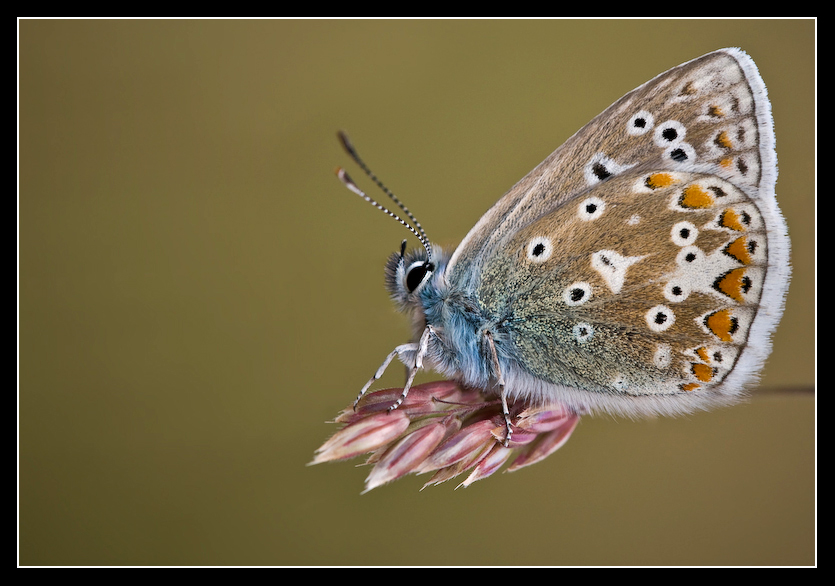 Blue_Wind_by_MessiahKhan.jpg