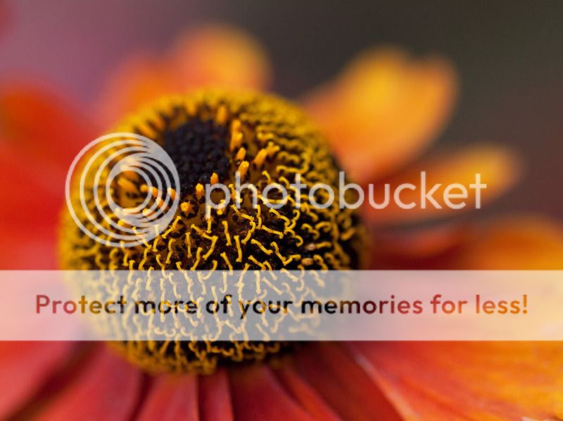 flowerdesktop.jpg