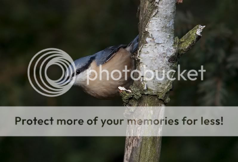 nuthatch150-500_filtered.jpg