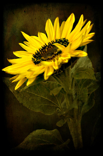 3936916358_ab0c74fb06.jpg