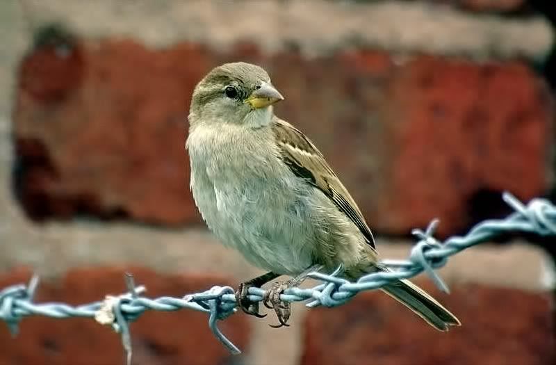 sparrow2-1.jpg