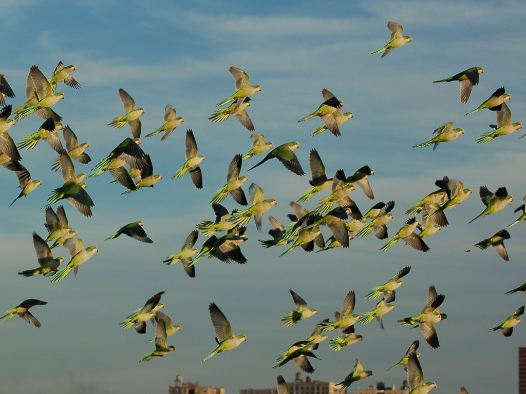big-parrot-flock3-756830.jpg