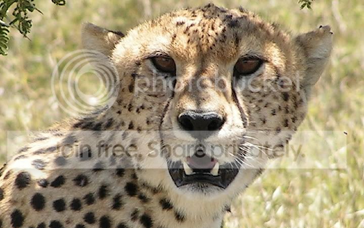 WFJCheetah0411-1200mm.jpg