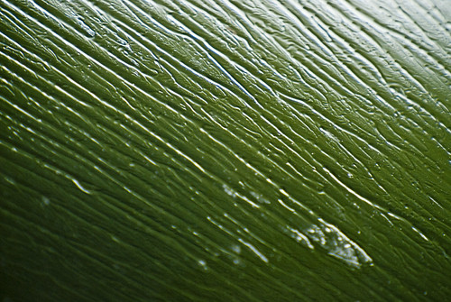 3807728153_23dc036afe.jpg