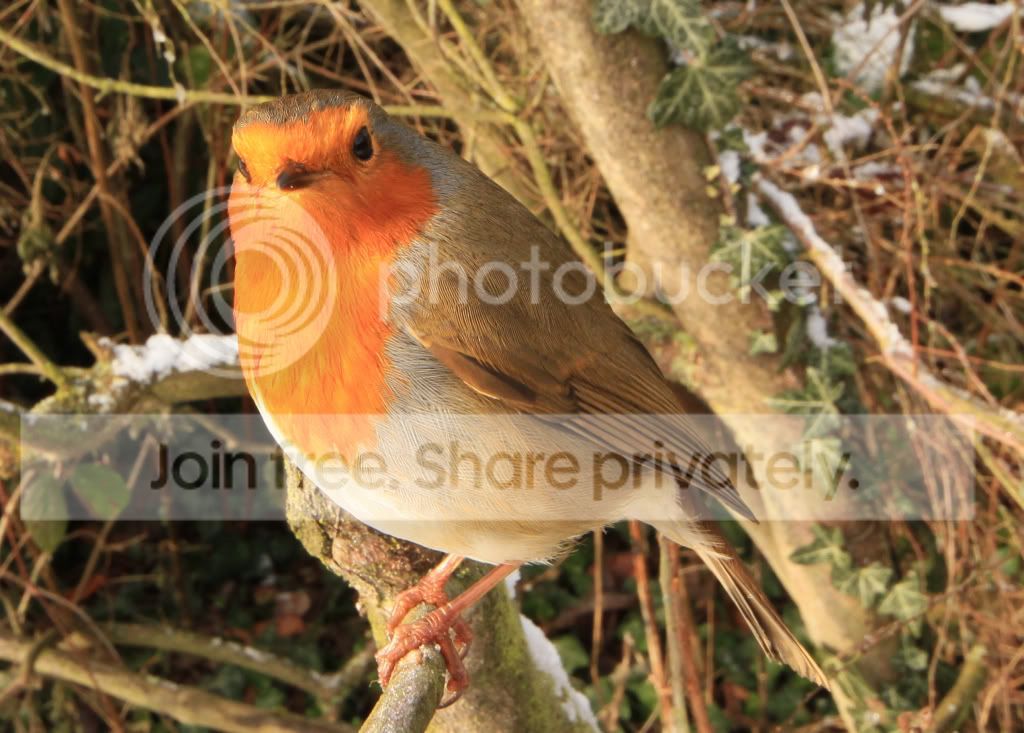 robin.jpg