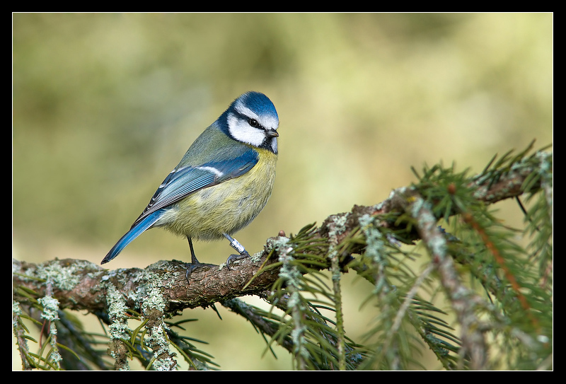 Blue_prince_by_MessiahKhan.jpg
