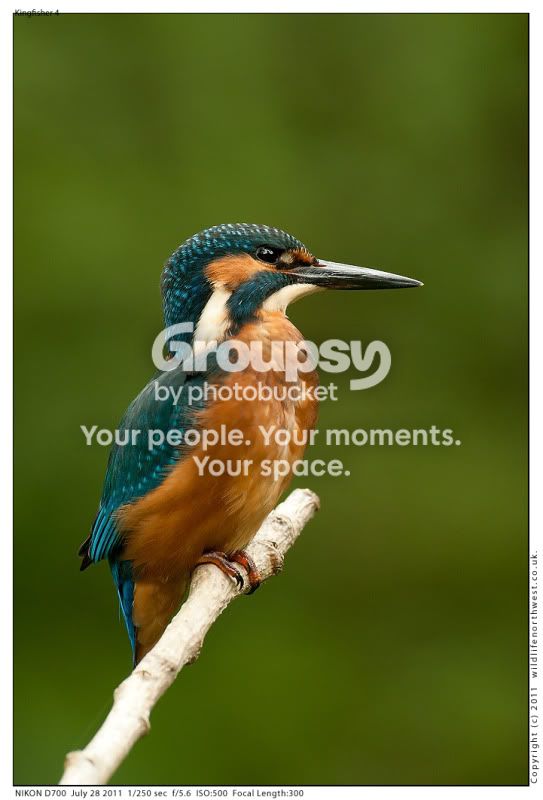 Kingfisher4-1.jpg