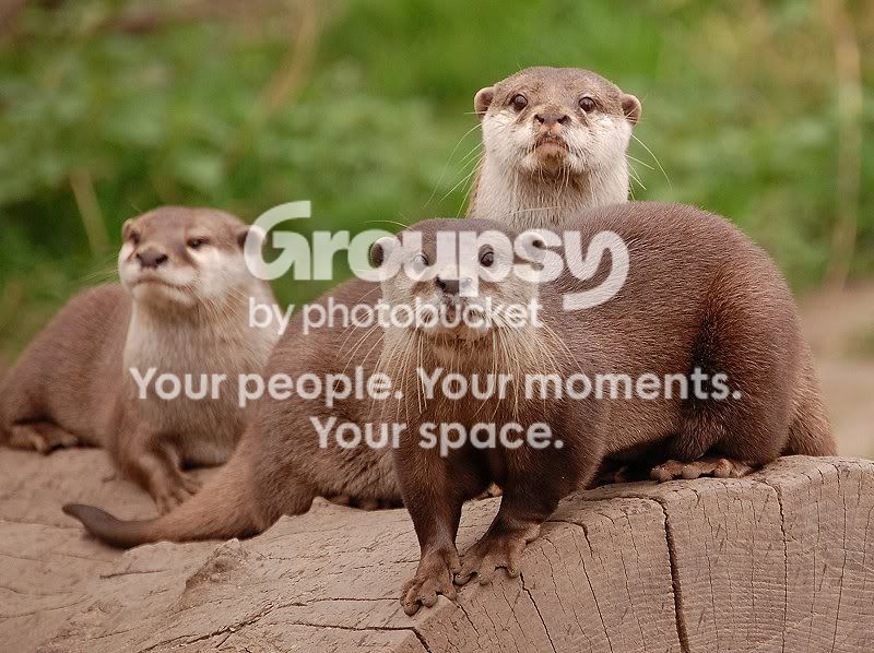 otterb800across.jpg