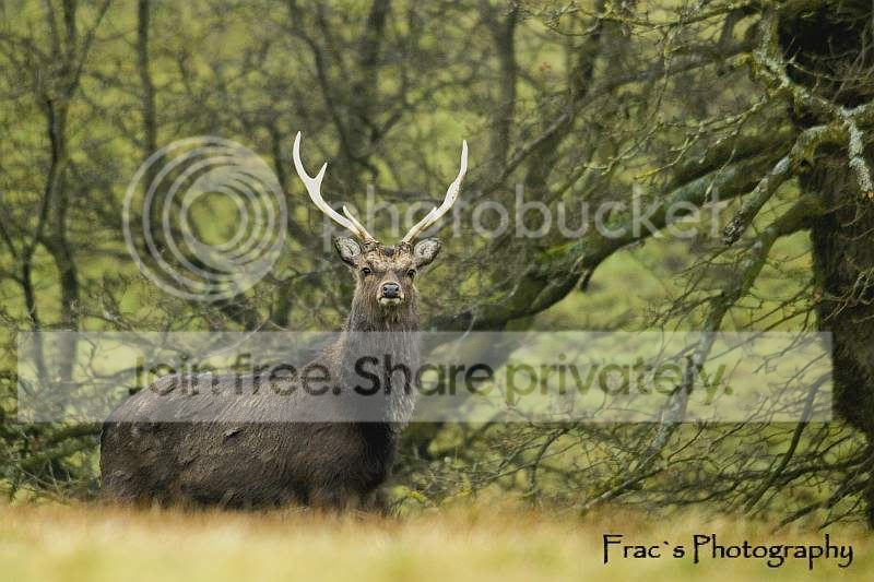 Stag3-1.jpg