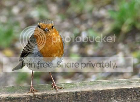 robin_cropped.jpg