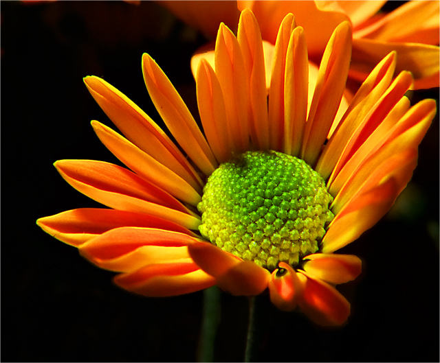 4357596492_982f4a267c_o.jpg