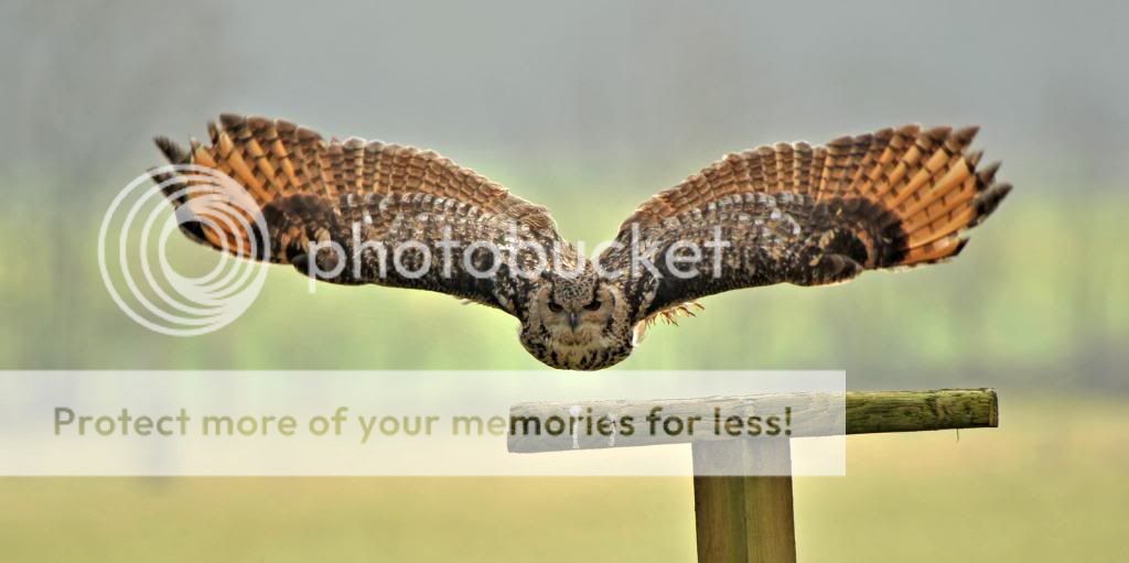 Owl_flight.jpg