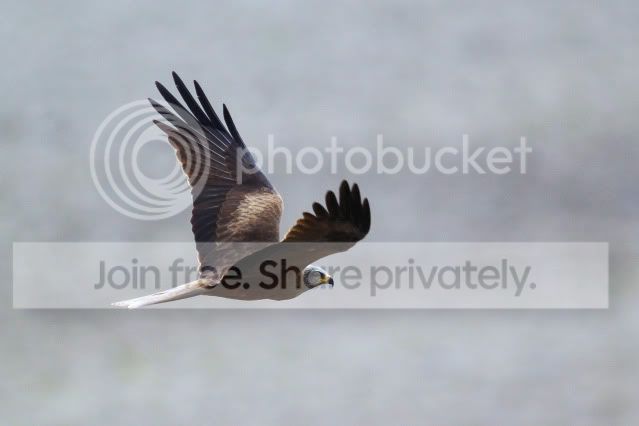 BlackKite1.jpg