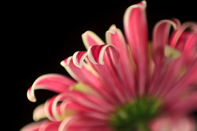 5367281119_50a5f87951_z.jpg
