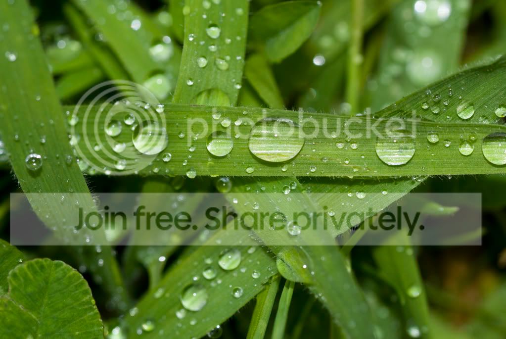 dewgrass-1.jpg