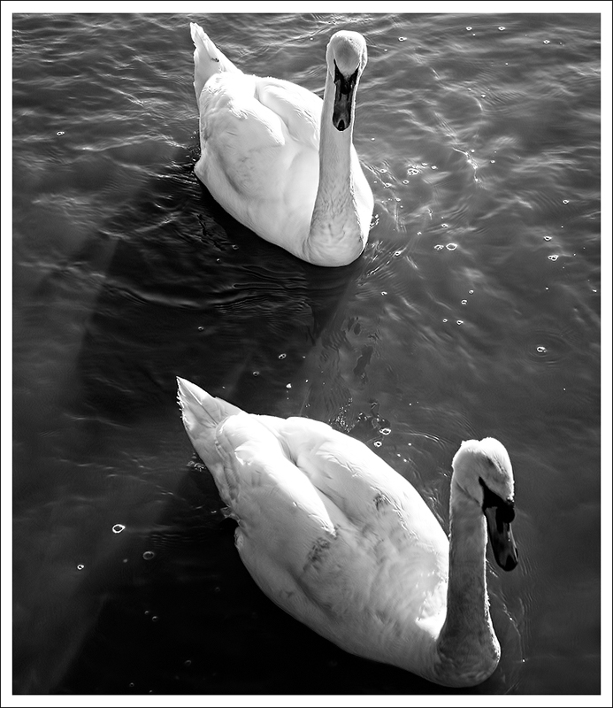Swan_Copy1_by_neoweb.jpg