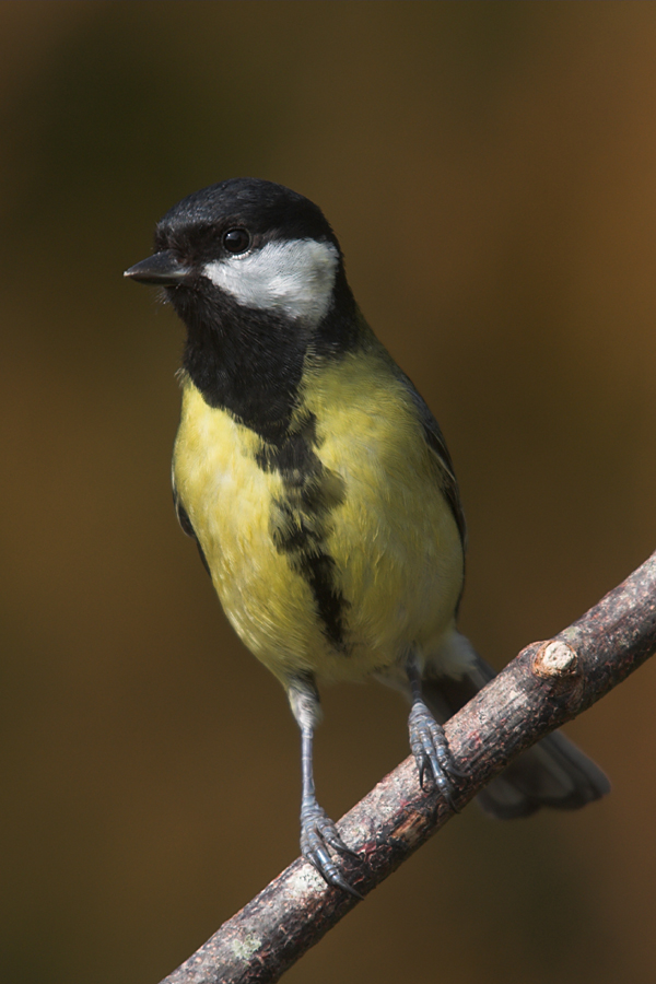 Great_Tit_March_2010_04_by_Zoundz.jpg