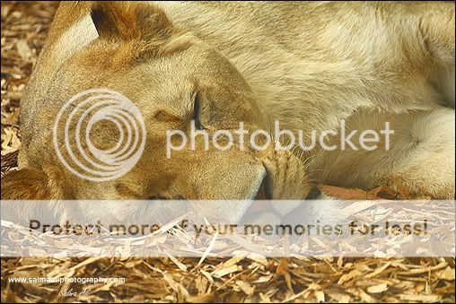LionessSleep-1.jpg