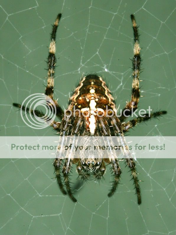 Spider2-1.jpg
