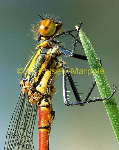 lge_red_damselfly.jpg