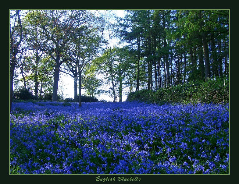 bluebells.jpg