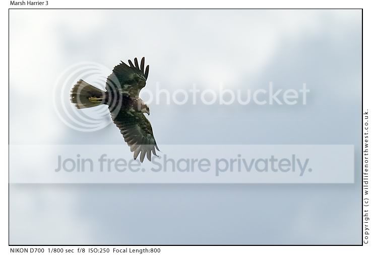 MarshHarrier3.jpg