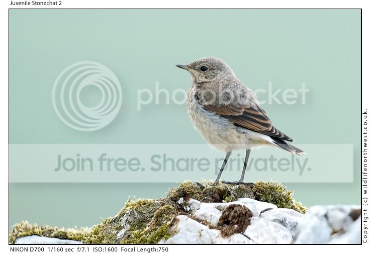 JuvenileStonechat2.jpg