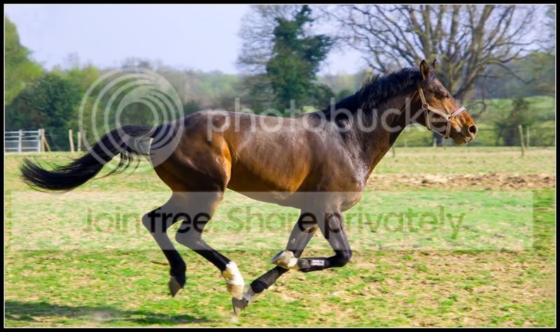 Horse01FF.jpg