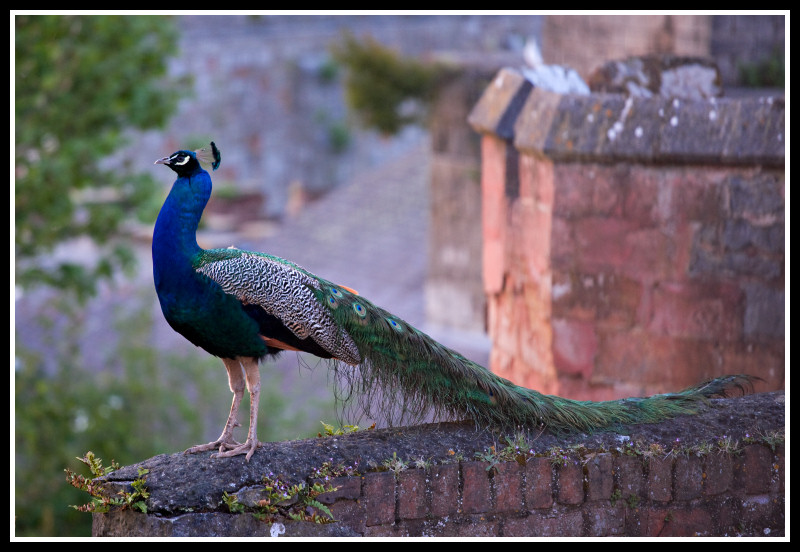 peacock%202.jpg