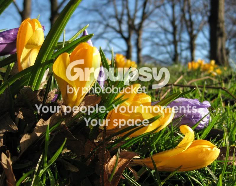Crocuses.jpg