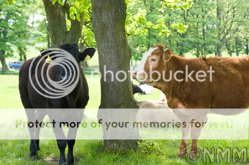 cows2.jpg