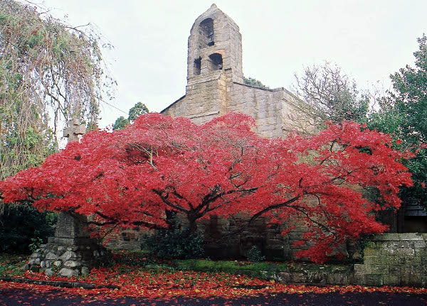 2008-november-tree-next-to-bothal-church-pc-600px.jpg