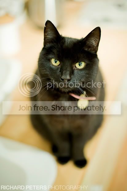 cat.jpg