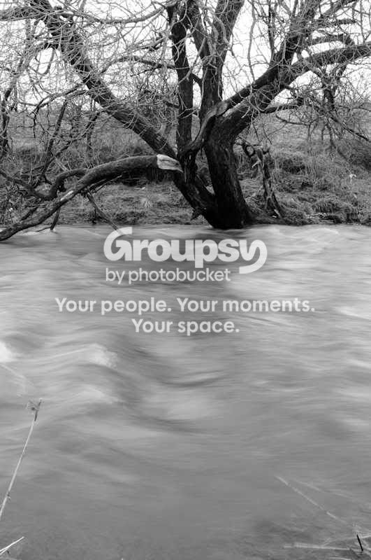 Treeint.jpg