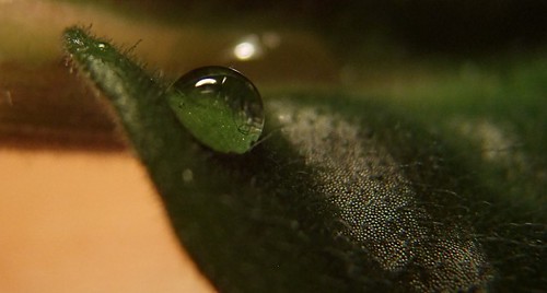 4249299232_74cf1e455c.jpg