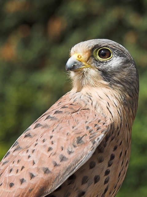 Falconry%2001-05-2006%20040.jpg