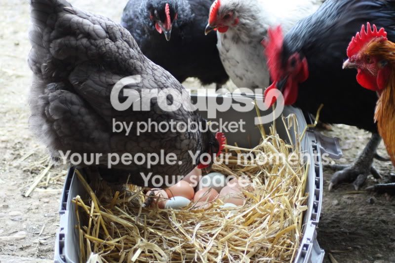 Eggs042.jpg