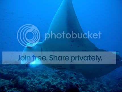 Manta8.jpg
