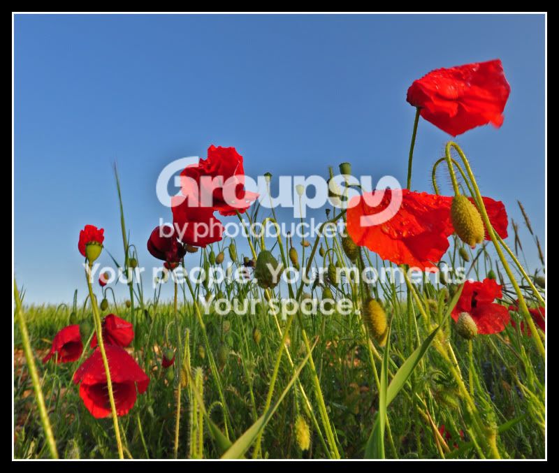 BrightPoppies.jpg