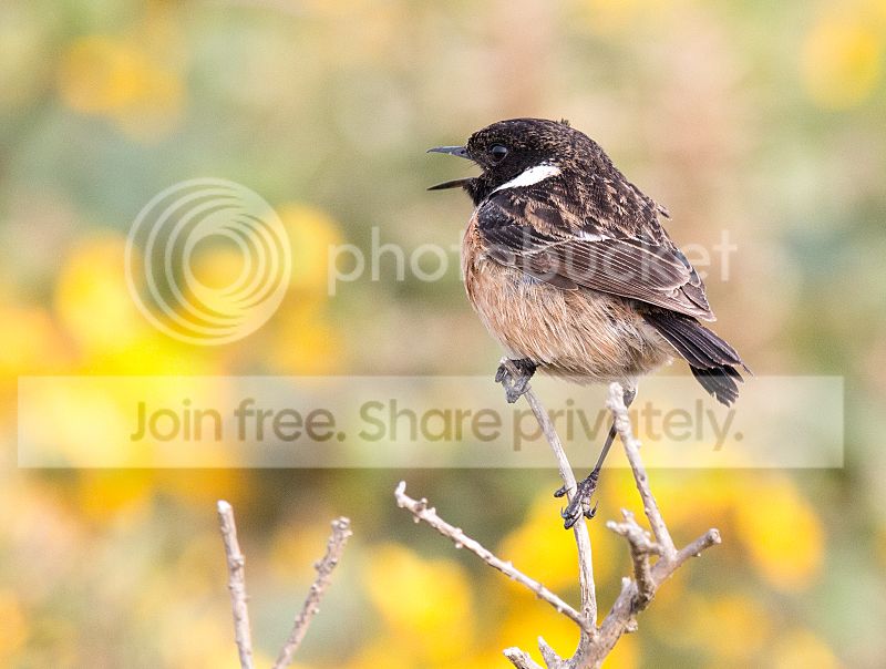 _MG_1064_stonechat.jpg