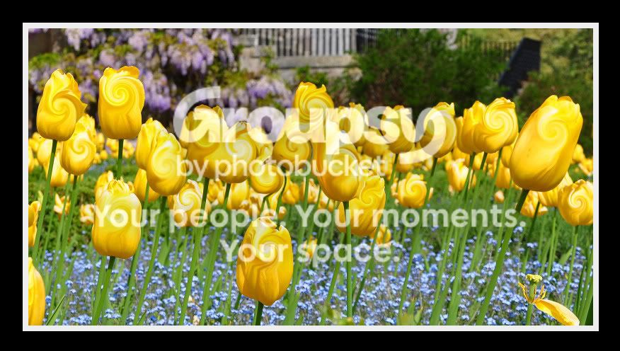 Tulips-2-1.jpg