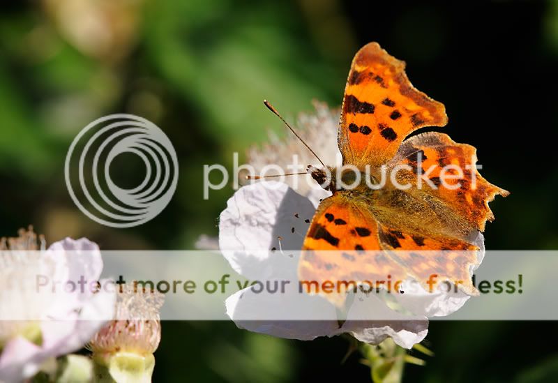 butterfly-on-blossom.jpg