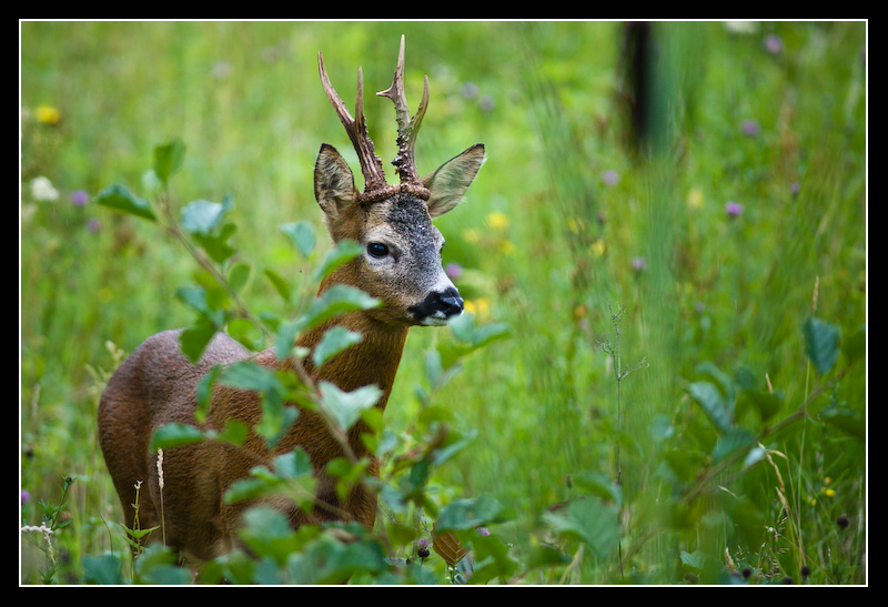 Startled_stalker_by_MessiahKhan.jpg