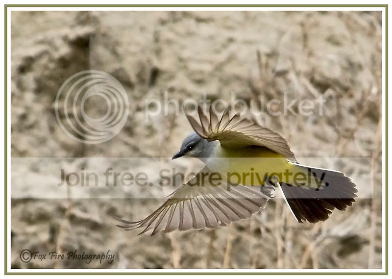 WesternKingbirdinFlight2.jpg