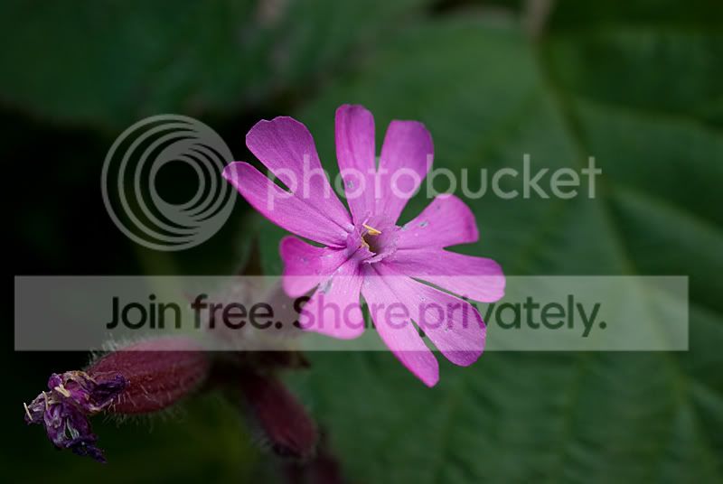 purpleflower.jpg