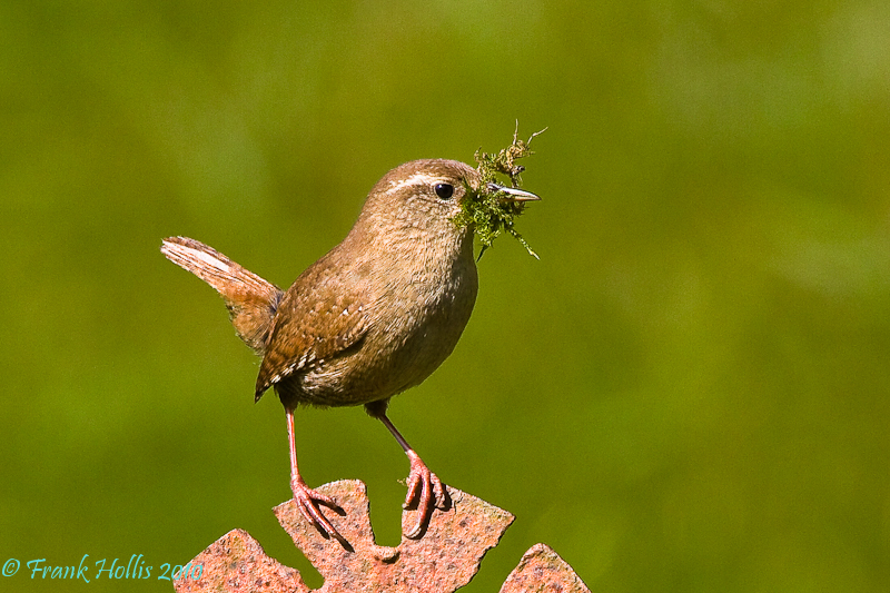 Wren.jpg