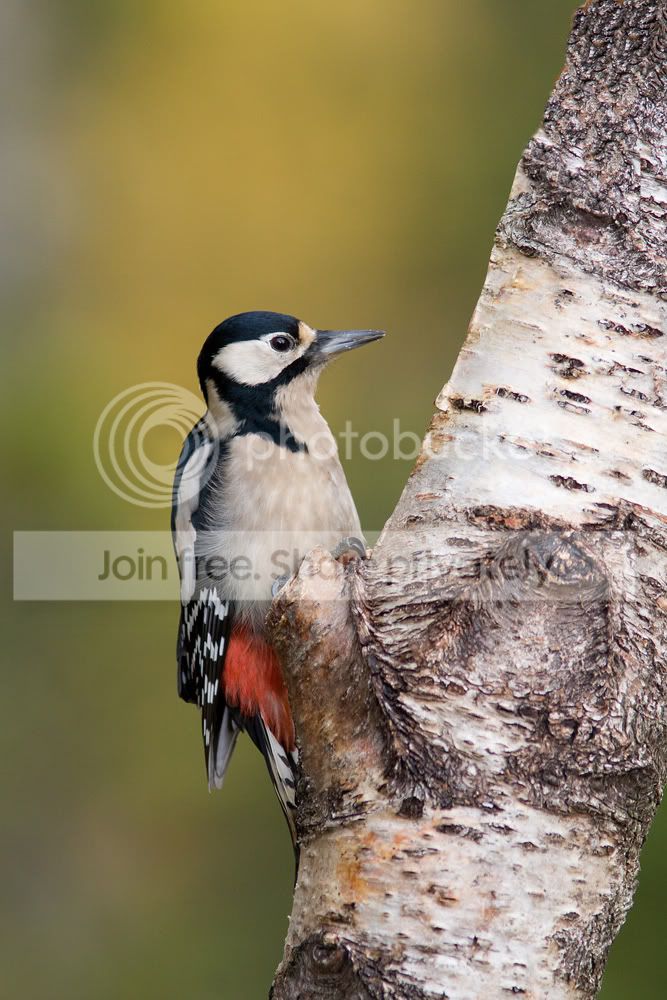 Woodpecker2.jpg