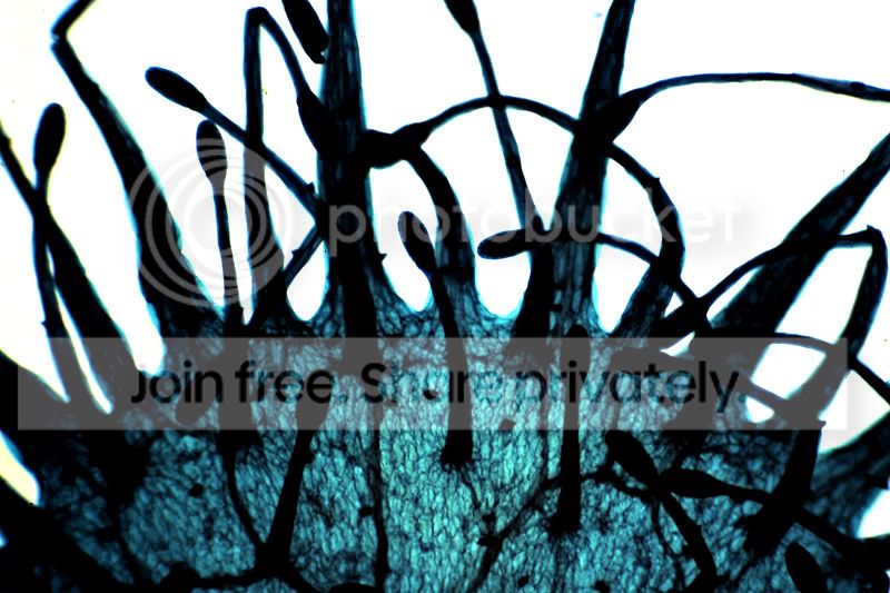 Applyedphotography-Micro-resized.jpg