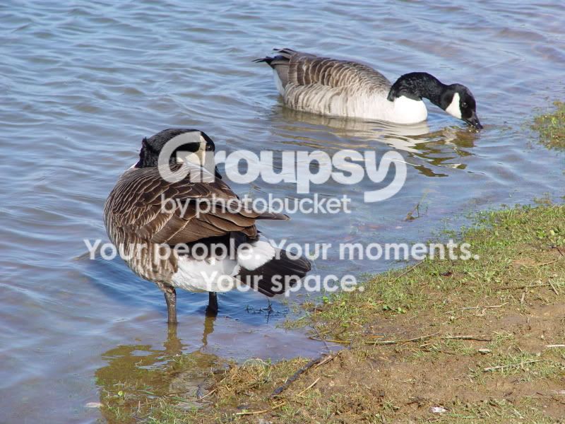 Goose.jpg